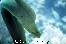 Moray swimming around looking for munchies by Claire Kennedy 